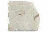 Fossil Leaf with Crane Fly - Green River Formation, Utah #360311-1